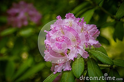 Beautiful pink rhododendron flowers on a natural background Stock Photo