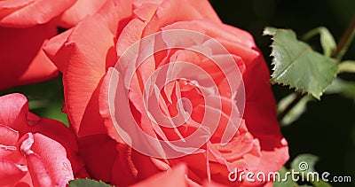 Beautiful pink rose in autumn garden with amazing evening sunny backlight with amazing evening sunny light stock video footage Beautiful pink rose in autumn garden with amazing evening sunny backlight with amazing evening sunny light stock video footage