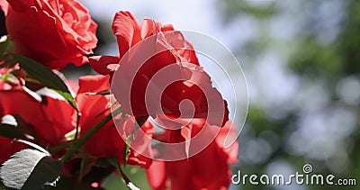 Beautiful pink rose in autumn garden with amazing evening sunny backlight with amazing evening sunny light stock video footage Beautiful pink rose in autumn garden with amazing evening sunny backlight with amazing evening sunny light stock video footage