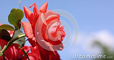 Beautiful pink rose in autumn garden with amazing evening sunny backlight with amazing evening sunny light stock footage Beautiful pink rose in autumn garden with amazing evening sunny backlight with amazing evening sunny light stock footage