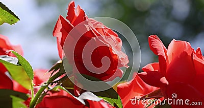 Beautiful pink rose in autumn garden with amazing evening sunny backlight with amazing evening sunny light stock video Beautiful pink rose in autumn garden with amazing evening sunny backlight with amazing evening sunny light stock video