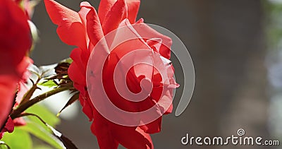 Beautiful pink rose in autumn garden with amazing evening sunny backlight with amazing evening sunny light stock video footage Beautiful pink rose in autumn garden with amazing evening sunny backlight with amazing evening sunny light stock video footage