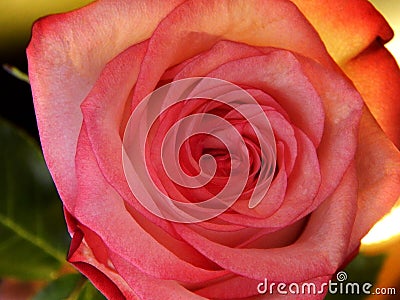 Beautiful Pink rose background Stock Photo