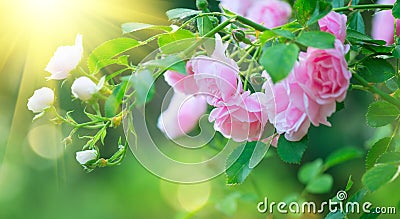 Beautiful pink Rose blooming in summer garden. Roses flowers growing outdoors, nature, blossoming flower art design background Stock Photo