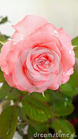 Beautiful pink rose blossoming in garden Stock Photo