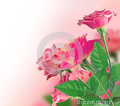 Beautiful Pink Rose Border Stock Photo