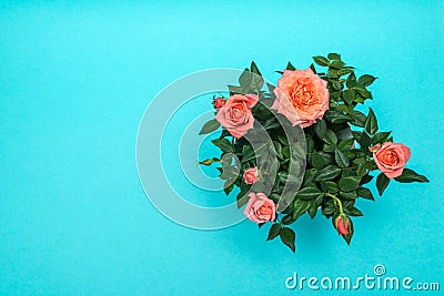 Beautiful pink rose on cian background Stock Photo