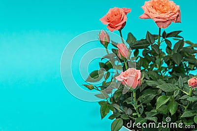 Beautiful pink rose on cian background Stock Photo