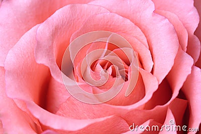Beautiful pink rose, closeup Stock Photo