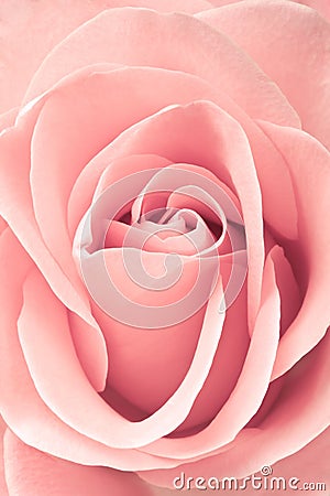 Beautiful pink rose, closeup Stock Photo