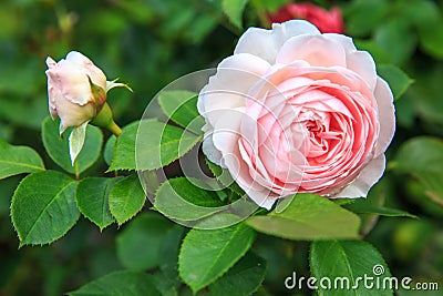 Beautiful pink rose in a garden Stock Photo