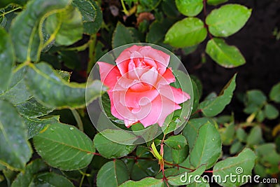 Beautiful pink rose in a garden Stock Photo