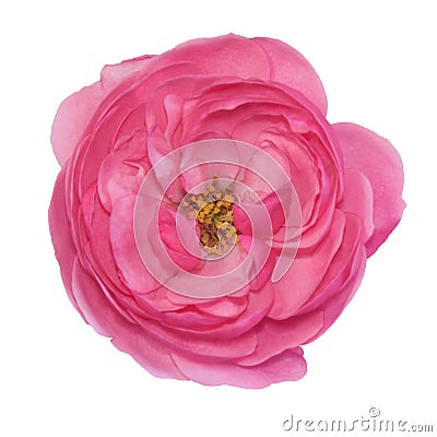 beautiful pink rose isolated on white backgr Stock Photo