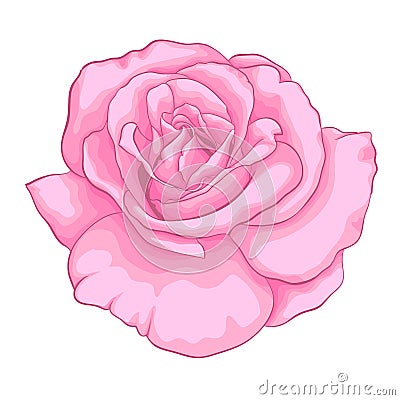 Beautiful pink rose isolated on white background. Vector Illustration