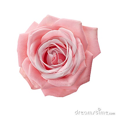 Beautiful pink rose isolated on white background. Pink rose blossom Stock Photo