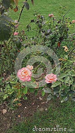 A beautiful pink rose with stem. Stock Photo