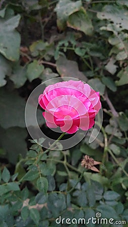 Beautiful pink rose natural photo Stock Photo