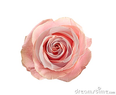 Beautiful pink rose on white, top view. Perfect gift Stock Photo