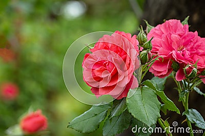 Beautiful pink roses against background of blurred garden greenery. Lyric motif for design Stock Photo