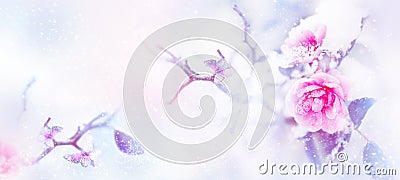 Beautiful pink roses and butterfly in the snow and frost on a blue and pink background. Snowing. Artistic winter natural image. Stock Photo