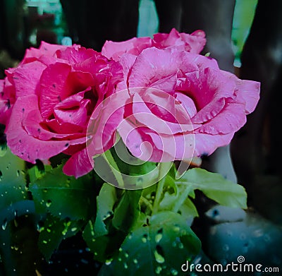 The beautiful pink roses in close up Stock Photo