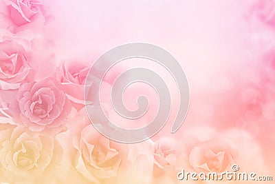 Beautiful pink roses flower border on soft background for valentine Stock Photo