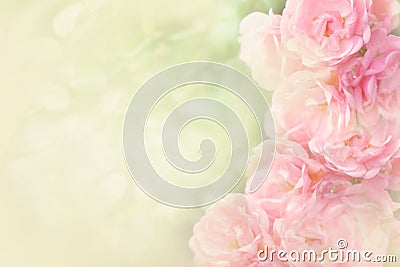 Beautiful pink roses flower border soft background for valentine Stock Photo