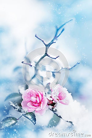 Beautiful pink roses in snow on a blue background. Snowing. Artistic winter image Stock Photo
