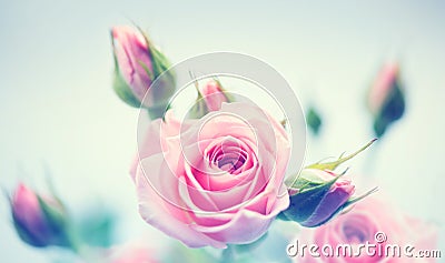 Beautiful pink roses. Vintage styled card Stock Photo