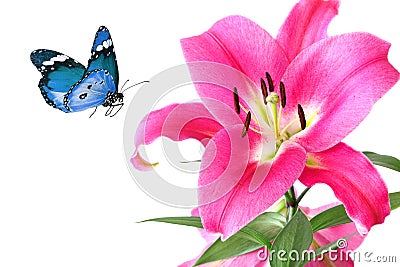 Beautiful pink royal lily and blue butterfly Stock Photo