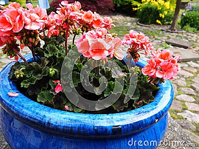 Beautiful pink Royal Pelargonium Geranium flowers Stock Photo