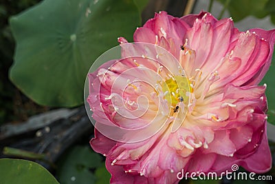 Beautiful pink Sacred Lotus flower Stock Photo