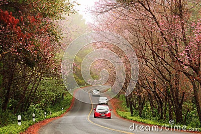 Beautiful pink sakura landscape view on road at Doi Ang Khang, C Stock Photo