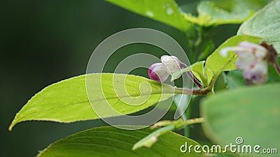 The beautiful pink sesame seed flower on the tree Stock Photo