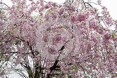 Beautiful pink ShidarezakuraWeeping Cherry blossoms on the Nicchu Line,Kitakata,Fukushima,Tohoku,Japan Stock Photo