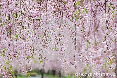 Beautiful pink ShidarezakuraWeeping Cherry on the Nicchu Line,Kitakata,Fukushima,Tohoku,Japan Stock Photo