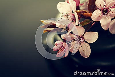 Beautiful pink Spa Flowers on Spa Hot Stones on Water Wet Background. Side Composition. Copy Space. Spa Concept. Dark Background. Stock Photo