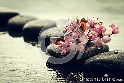 Beautiful pink Spa Flowers on Spa Hot Stones on Water Wet Background. Side Composition. Copy Space. Spa Concept. Dark Background. Stock Photo