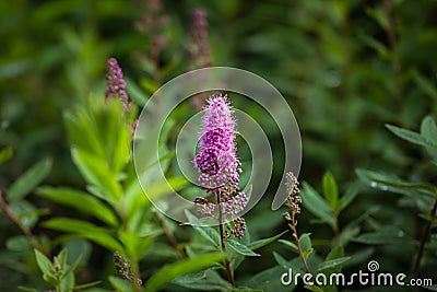 Beautiful pink spirea flower on green background closeup. Spiraea salicifolia. Rosaceae Family. Blooming spirea billardii. Stock Photo