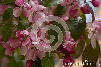 Beautiful pink spring cherry tree flowers blossom, close up. Opening flower Stock Photo