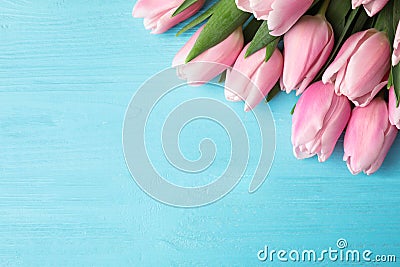 Beautiful pink spring tulips on light blue wooden background, flat lay. Space for text Stock Photo