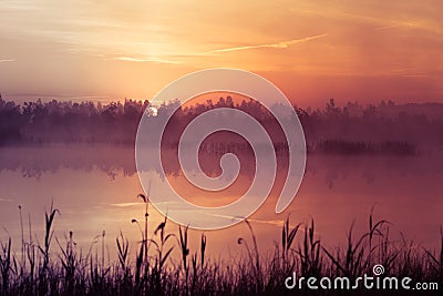 A beautiful, pink sunrise ower the swamp. Sun rising in wetlands, purple misty atmosphere. Stock Photo