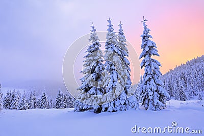 Beautiful pink sunset shine enlightens the picturesque landscapes with fair trees covered with snow. Stock Photo