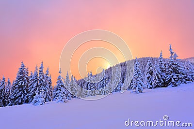 Beautiful pink sunset shine enlightens the picturesque landscapes with fair trees covered with snow. Stock Photo