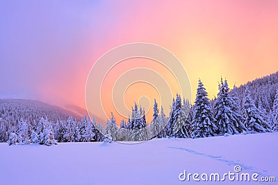 Beautiful pink sunset shine enlightens the picturesque landscapes with fair trees covered with snow. Stock Photo