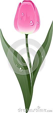 Beautiful pink tulip Vector Illustration