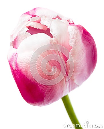 Beautiful pink tulip Stock Photo