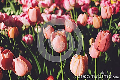 Beautiful pink tulips flowerbed closeup. Rose tulips in the spring garden, group of flowers with sunlight Stock Photo