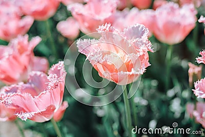 Beautiful pink tulips in a flowerbed with sunny light. Stock Photo