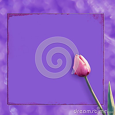 Beautiful pink tulips on a lilac background of a postcard Stock Photo